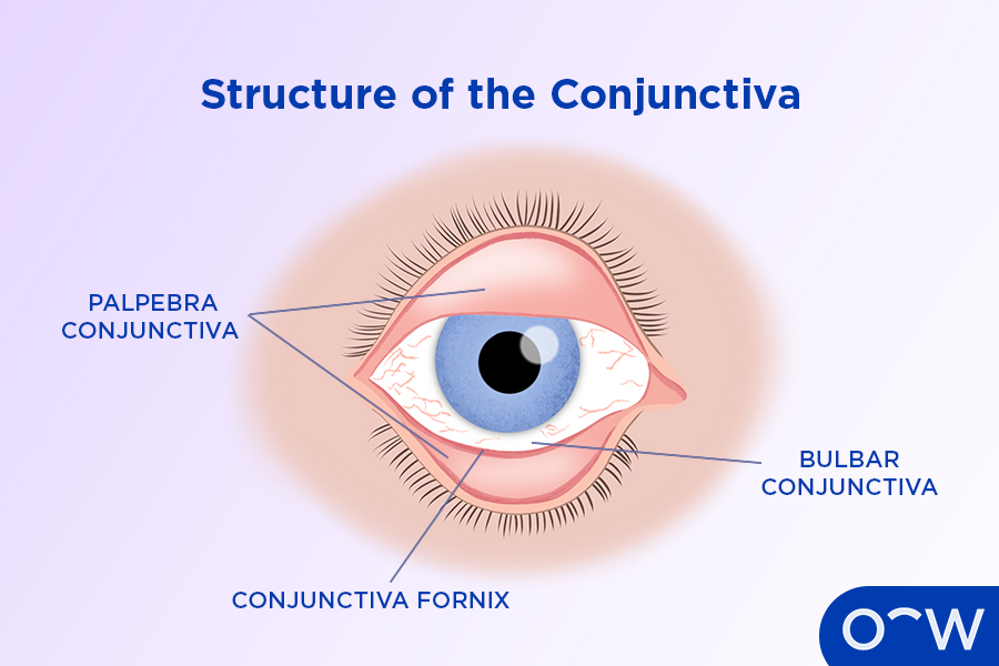 A diagram of the eye labelling the three different regions of the conjunctiva.