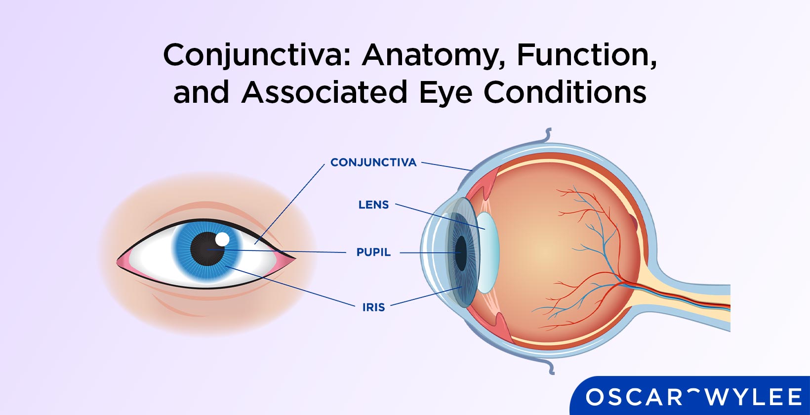 Conjunctiva Function