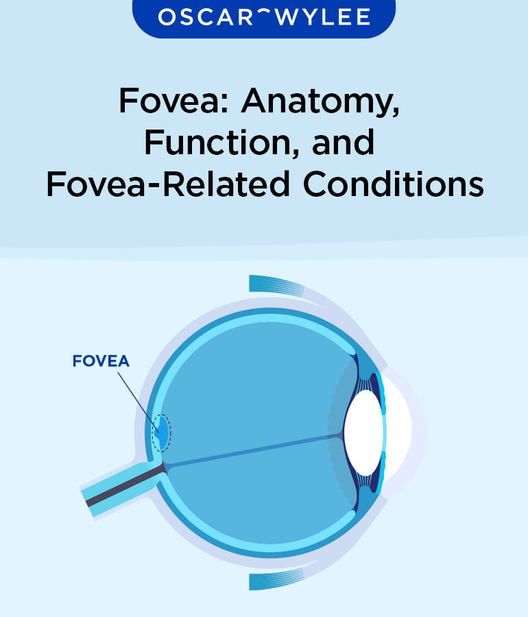 Fovea Centralis Function