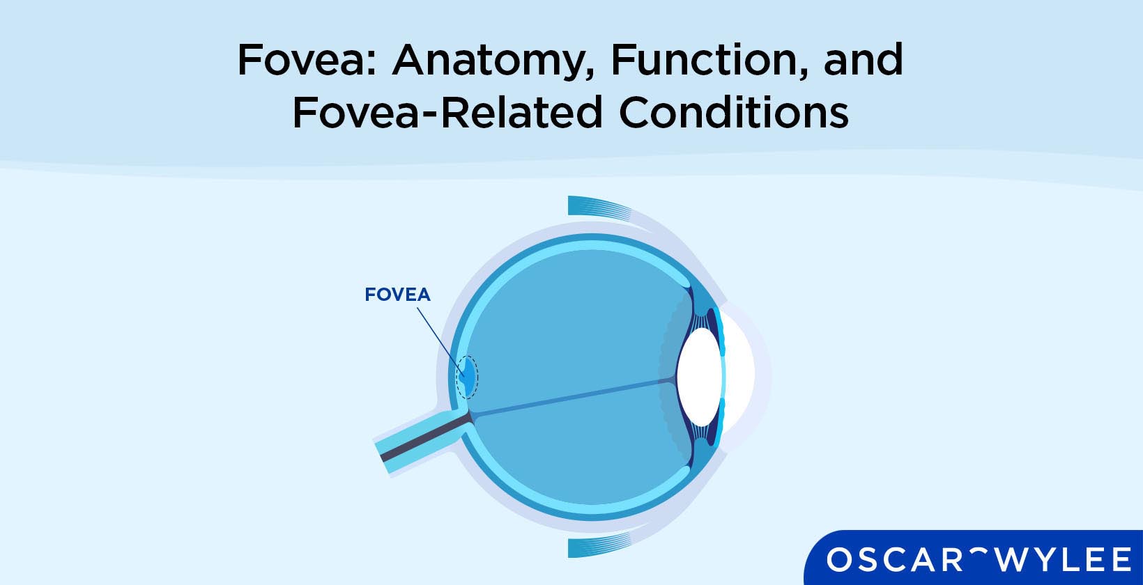 Fovea Centralis Function