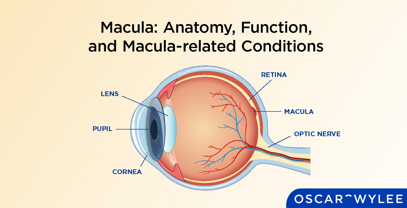 Macula Anatomy