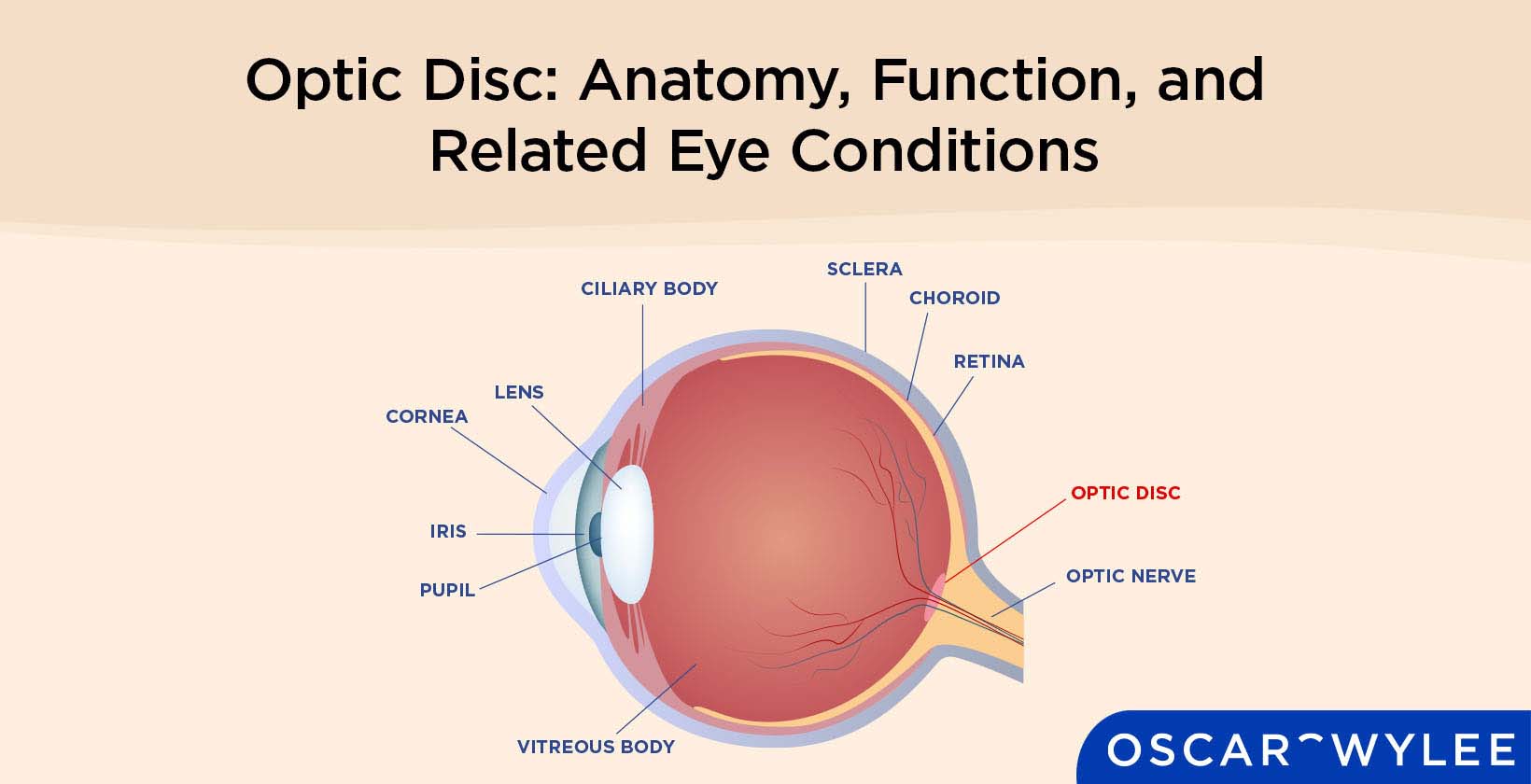 Optic Disc Function