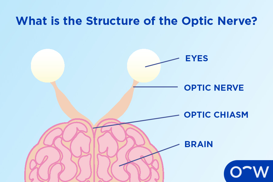 A diagram showing the eyes connecting to the optic nerve, then optic chiasm and then brain, demonstrating the structure of the optic nerve.