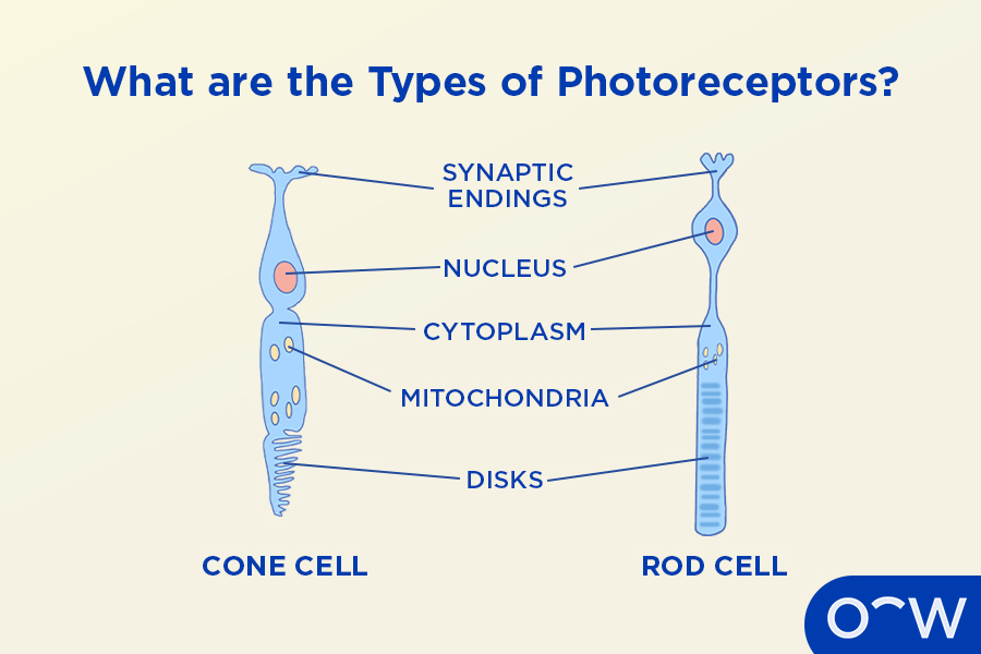A diagram of the photoreceptors rods and cones, located in the retina.