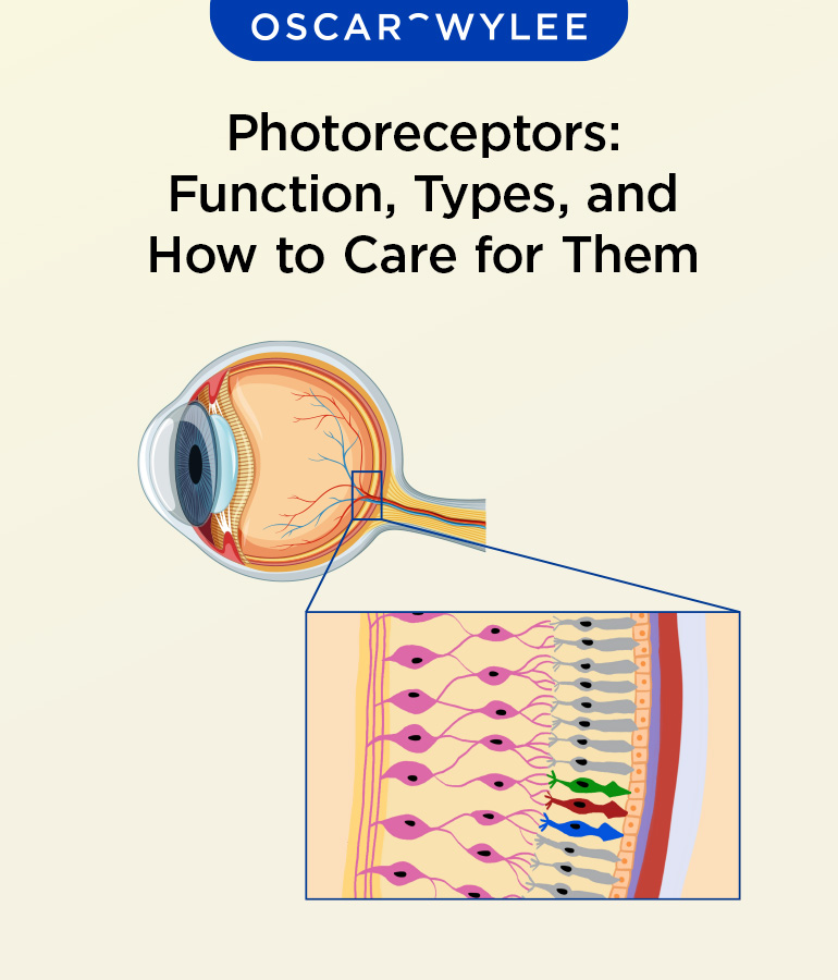 Photoreceptors