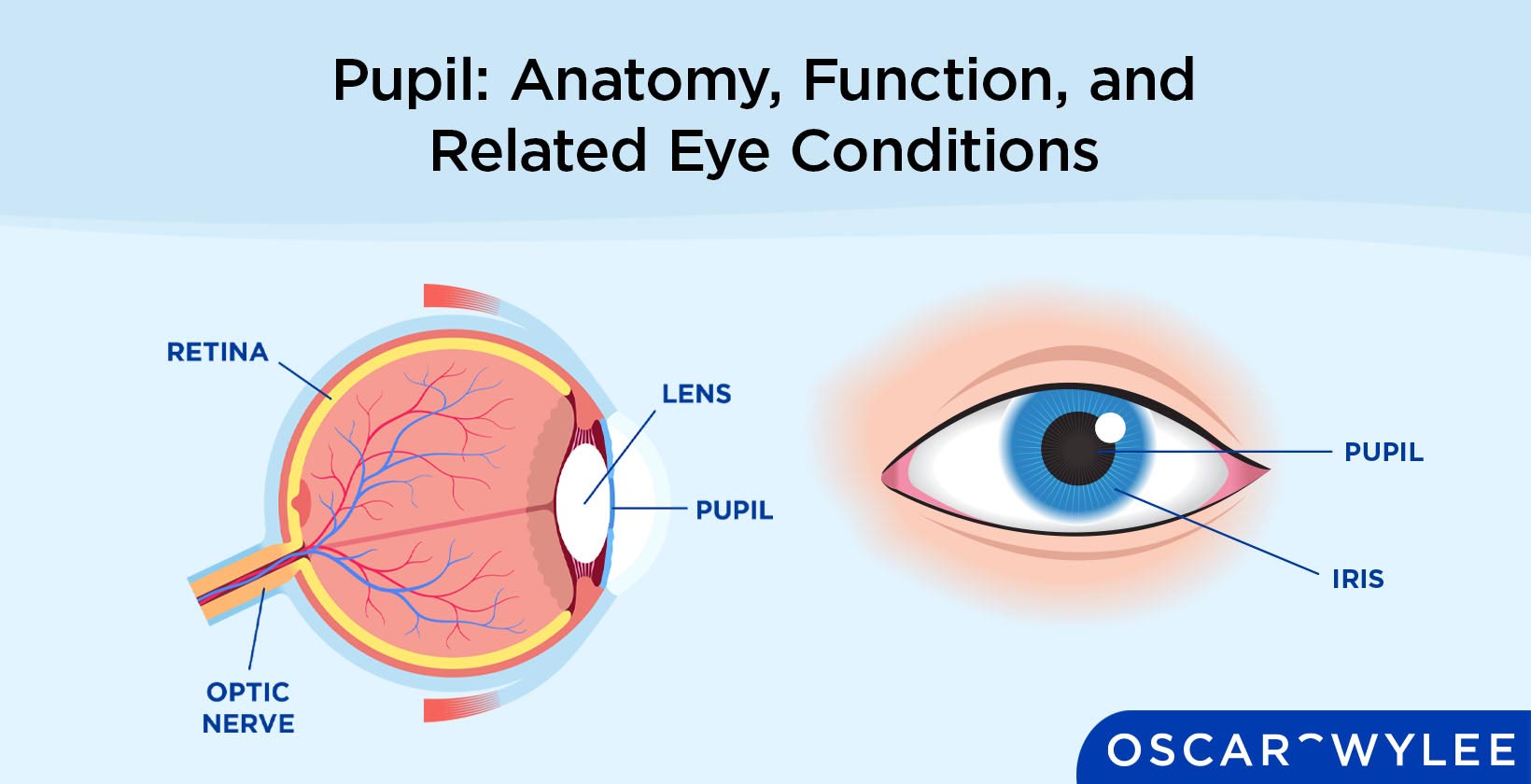 Pupil of the Eyes