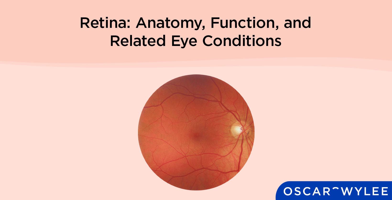 Retina Function