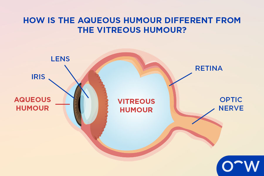 A cross-section of an eye showing where the important structures are, including the aqueous humour at the front of the eye and the vitreous humour in the middle of the eye.