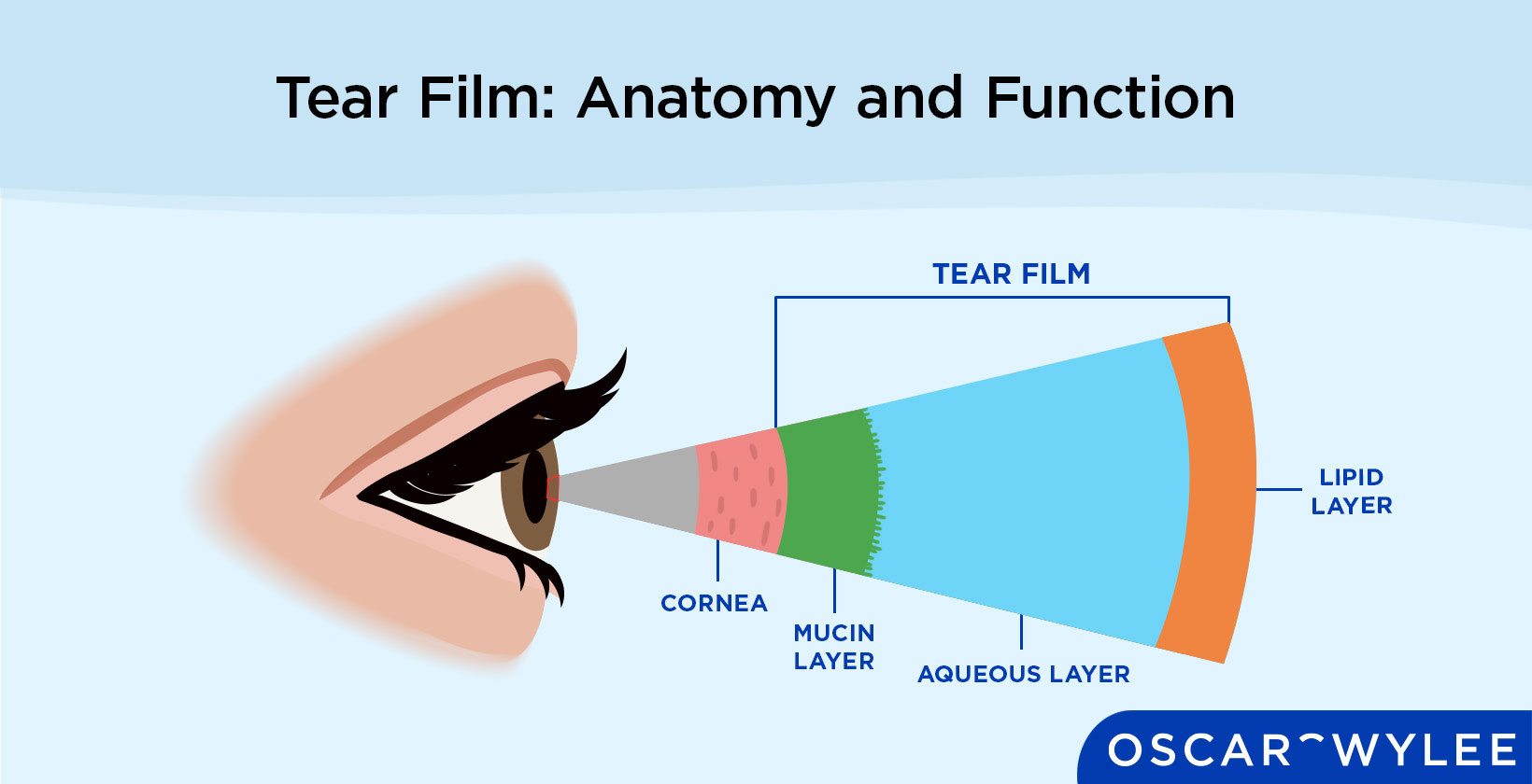 Tear Film