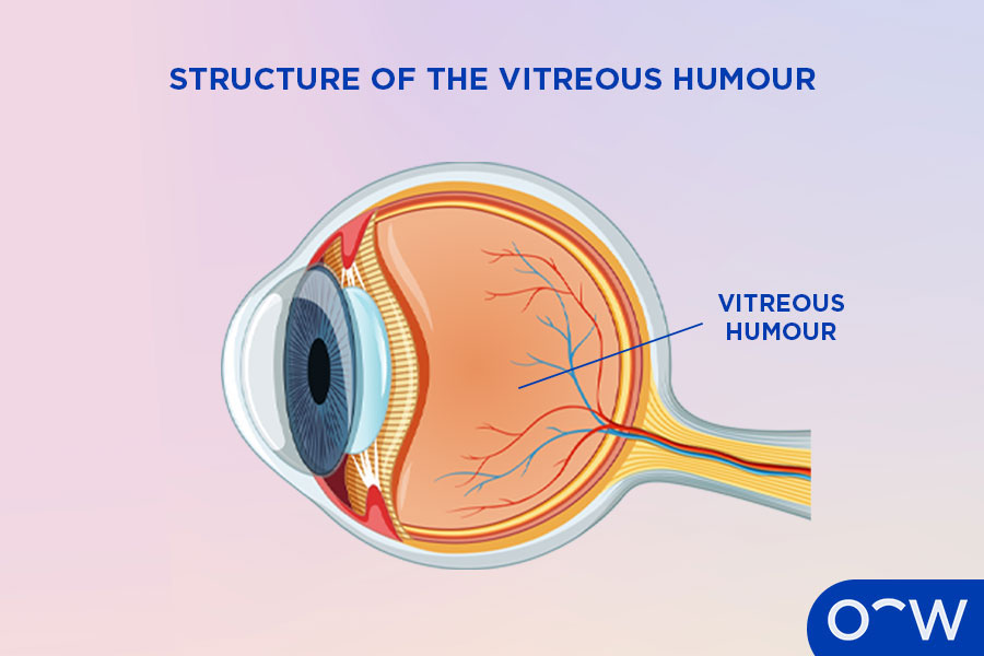 A diagram of the vitreous humour inside the eyeball.